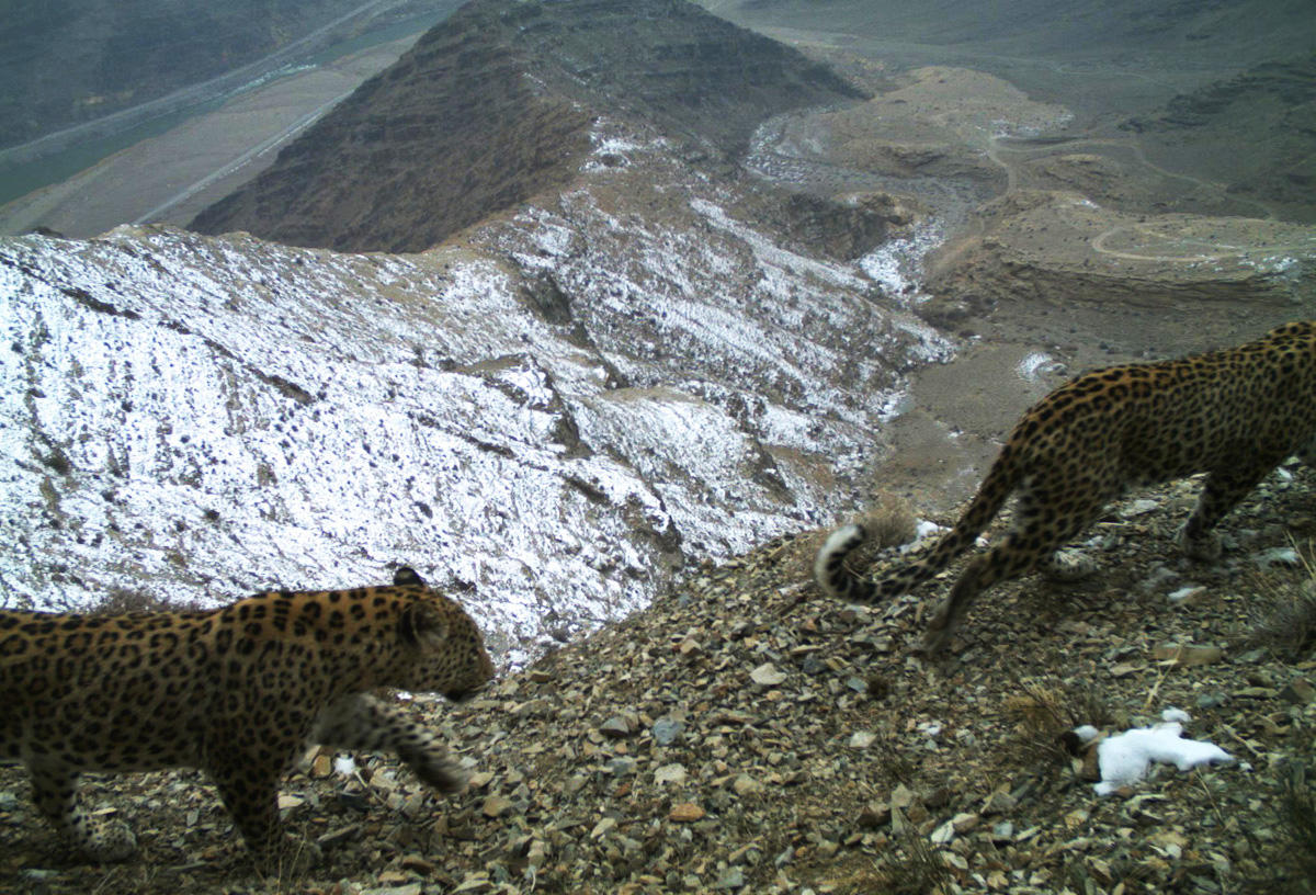 bebir_leopard_041114_01