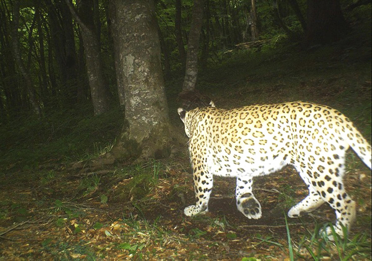 bebir_leopard_041114_03
