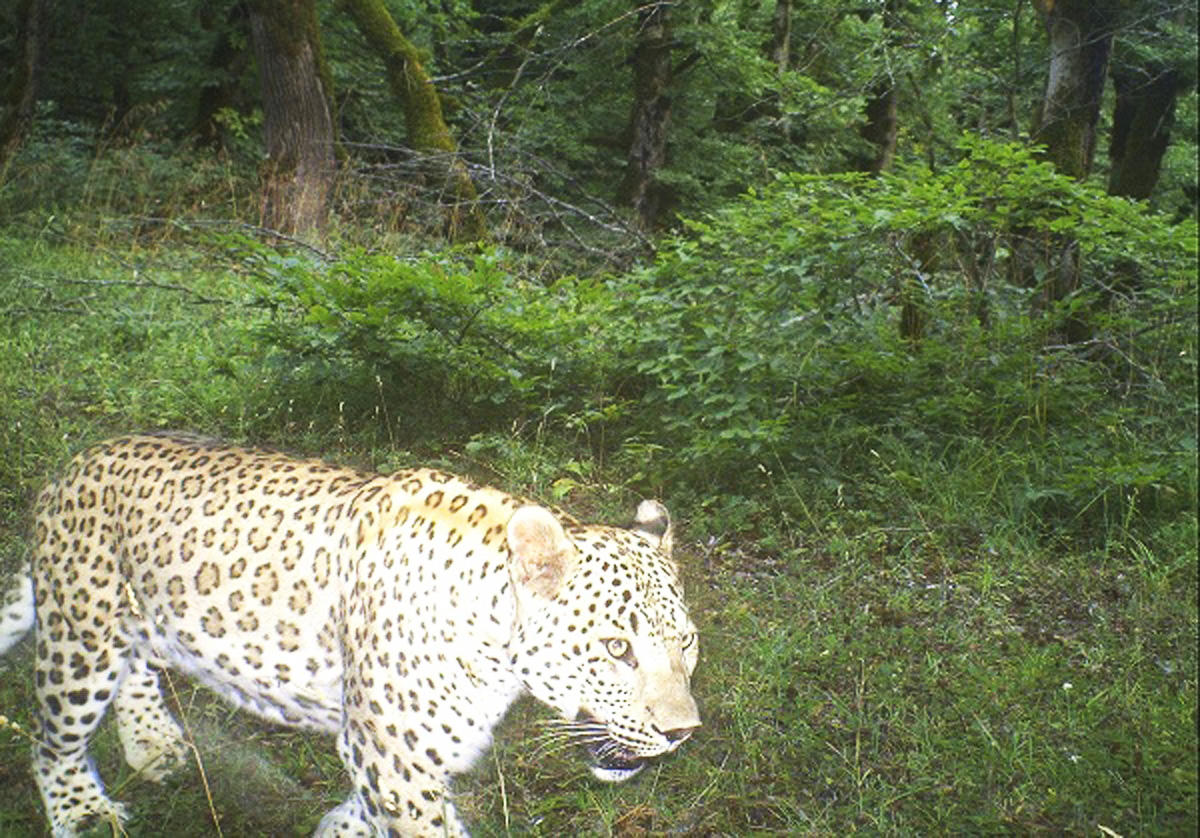 bebir_leopard_041114_04